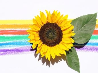 Rainbow and sunflower