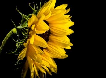 Wilted sunflower